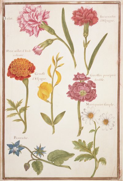 Due garofani, calendula francese, ginestra spagnola, doppio stock, borragine e margherita da Nicolas Robert